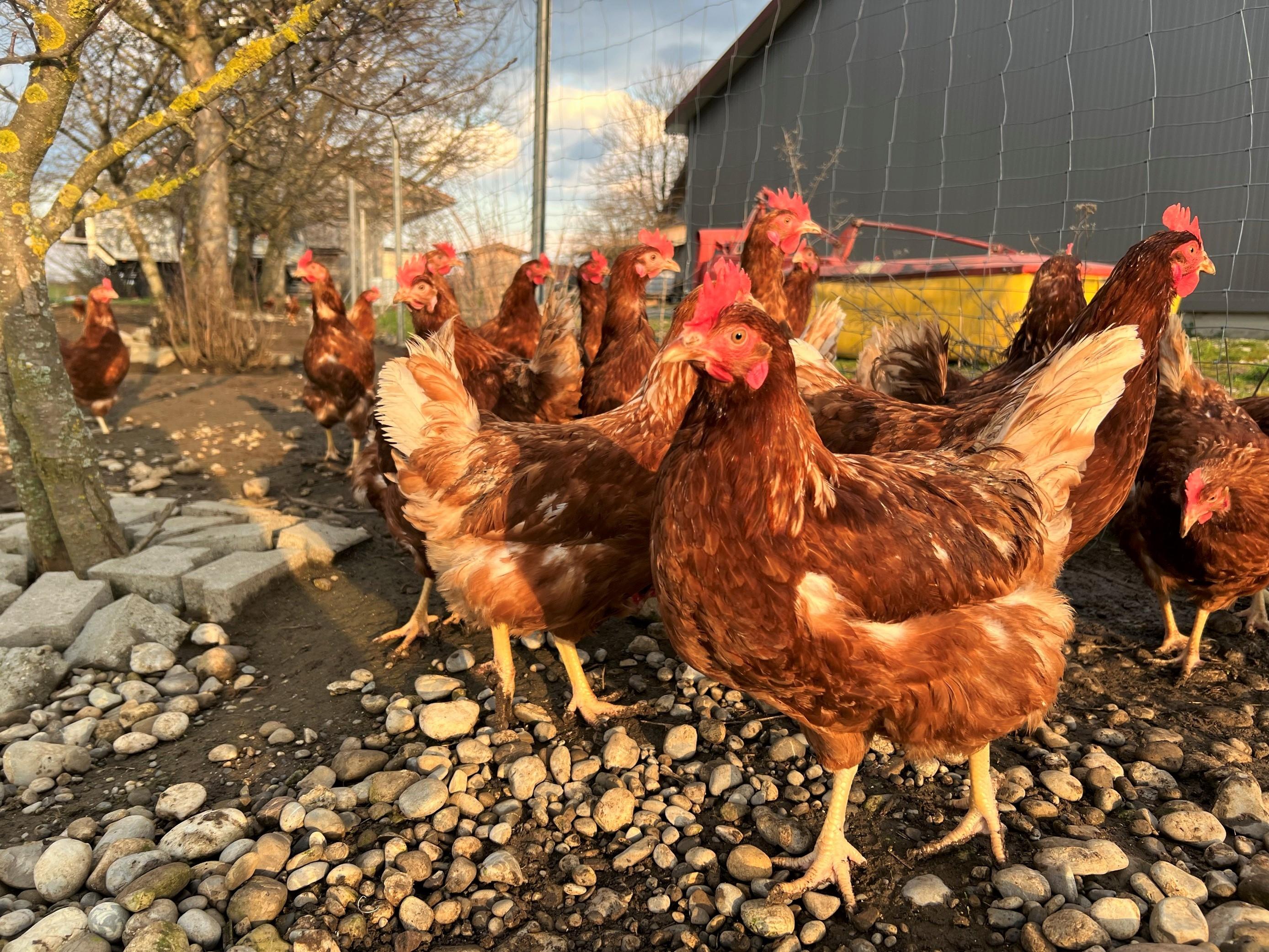 In Freilandhaltung leben die Hühner bei Seemüllers Hühnerstadl in der Nähe von Bad Wörishofen.