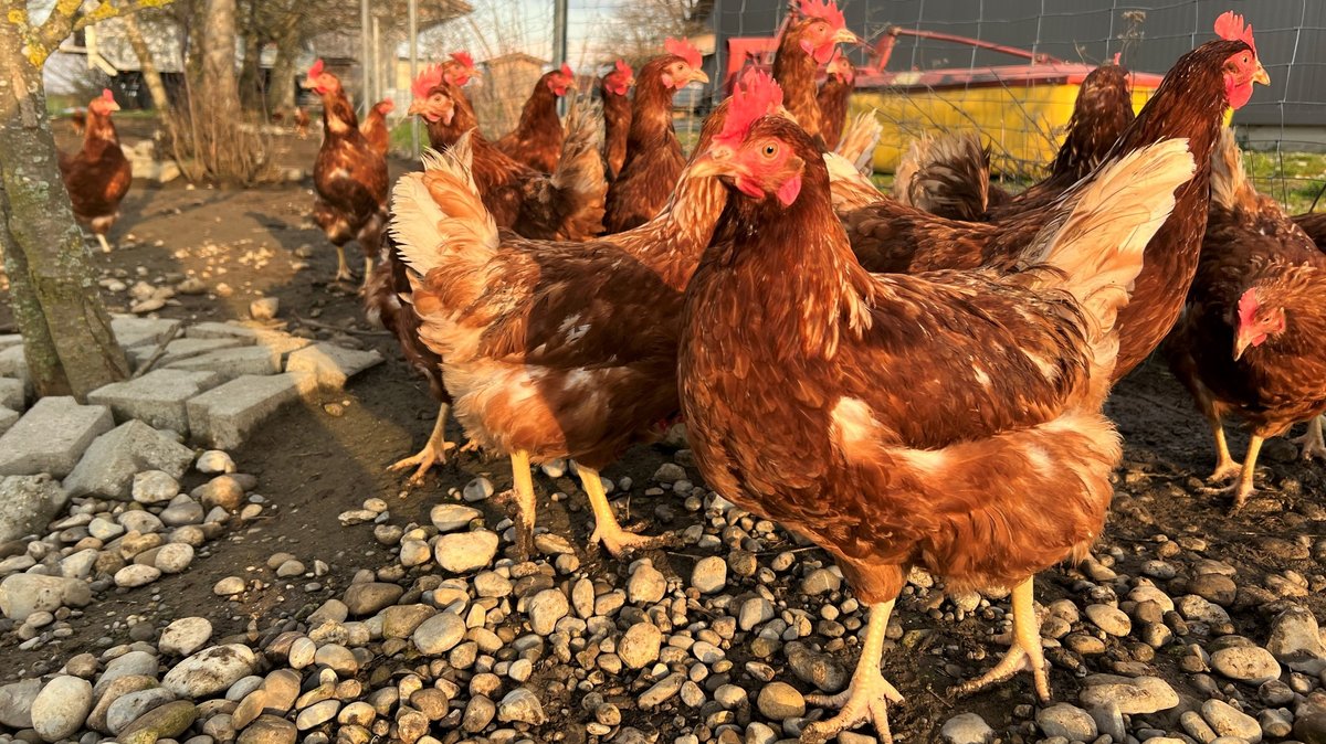 In Freilandhaltung leben die Hühner bei Seemüllers Hühnerstadl in der Nähe von Bad Wörishofen.