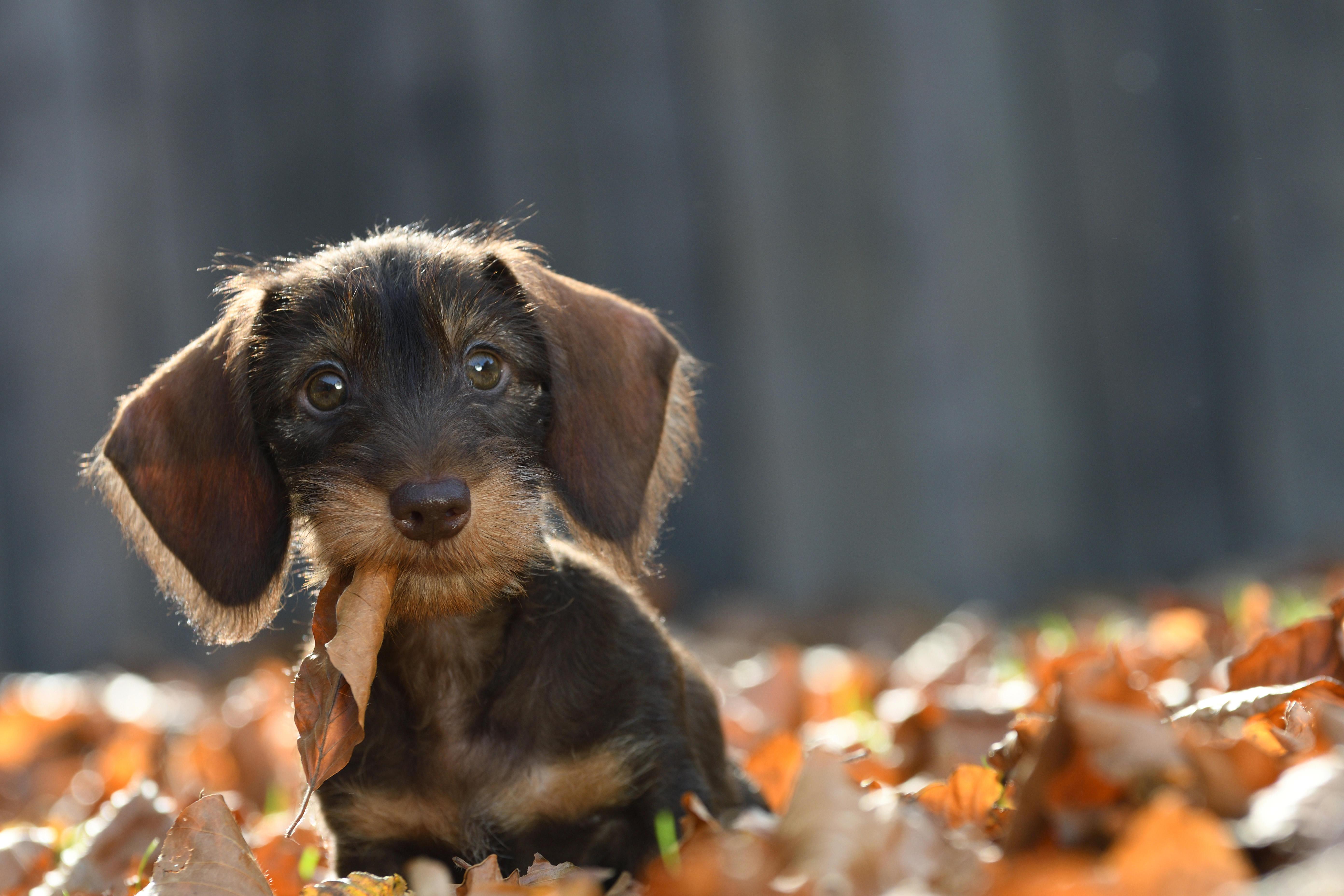 Dackelwelpe im Laub