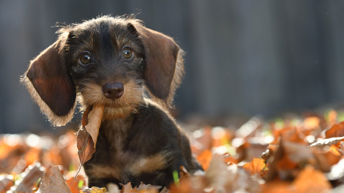 Hundeliebe: Die 7 wichtigsten Tipps für ein langes Hundeleben