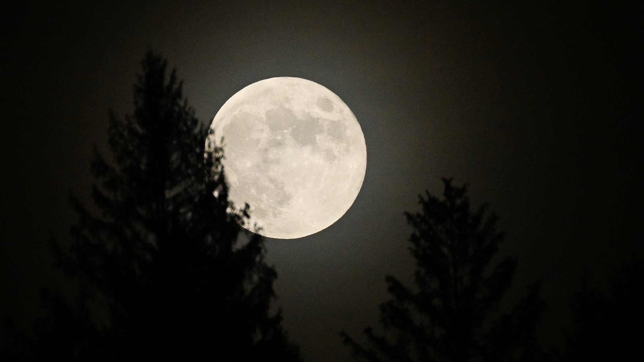 Vollmond über einem Waldgebiet