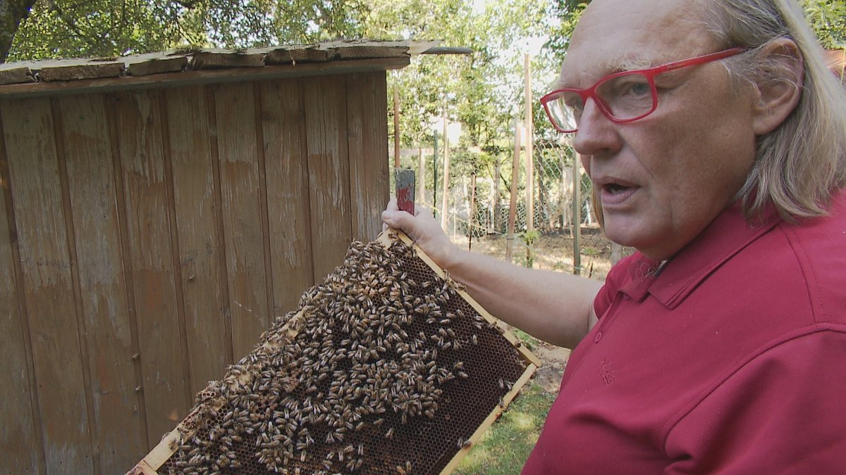 Imker Manfred Baier mit seinen Buckfastbienen