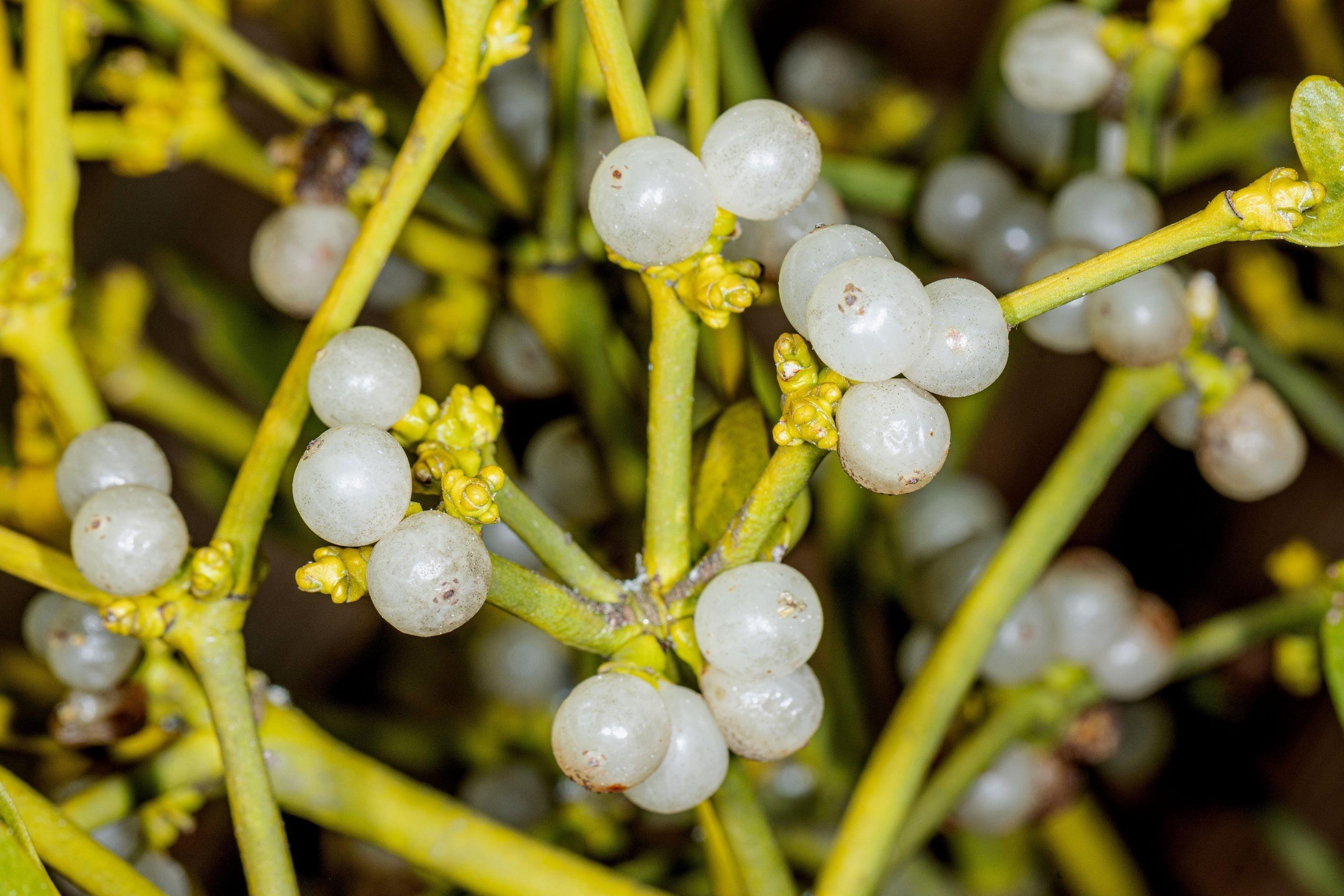 Mistelzweig mit Beeren