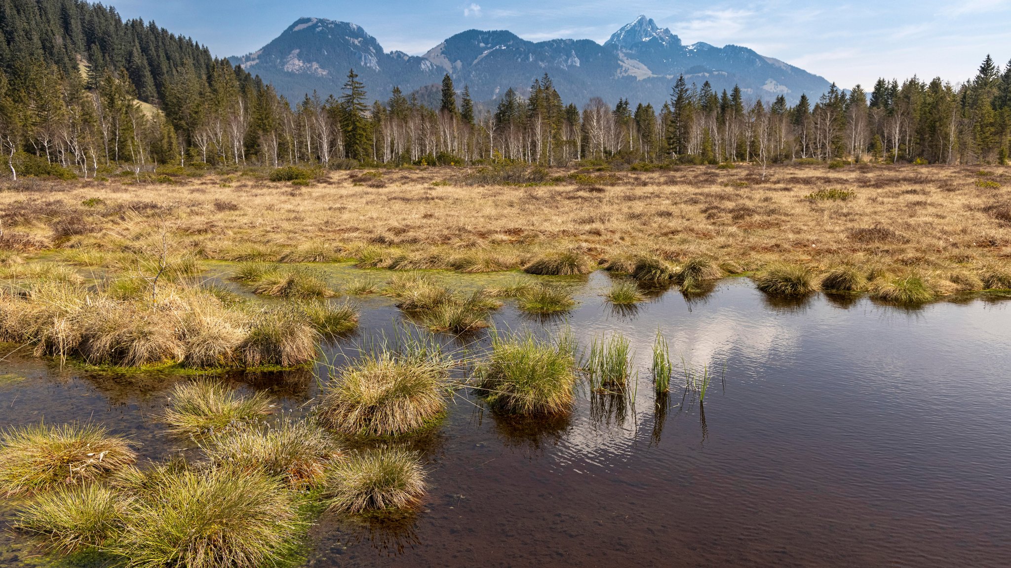 Wieder vernässtes Hochmoor, mit Wasserflächen und Grasinseln vor dem Bergwald. Der Wendelstein im Hintergrund,