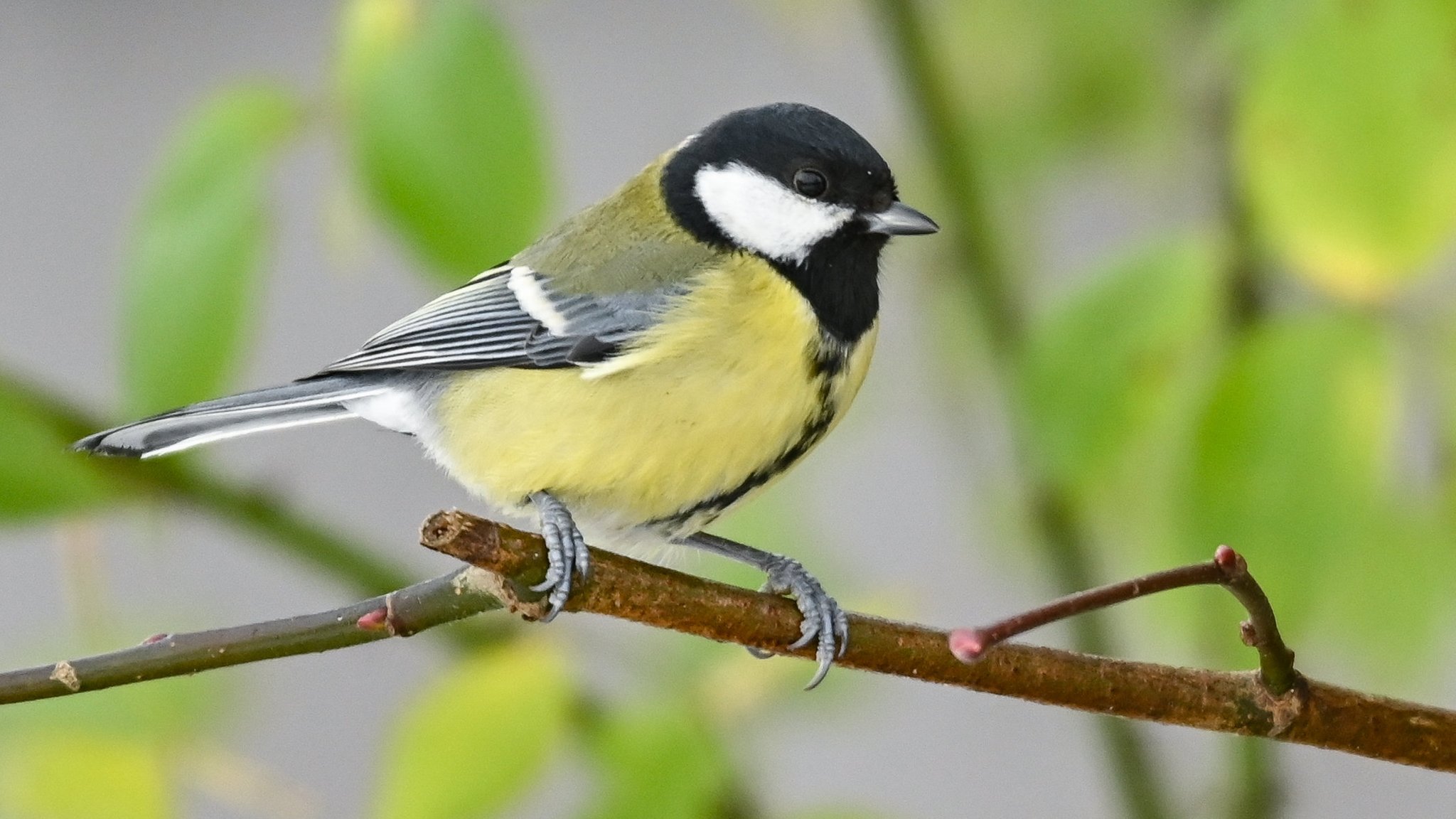 Eine Kohlmeise (Parus major) ist auf einem Ast in einem Garten zu sehen.