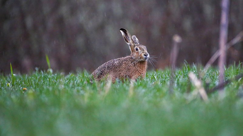 Ein Feldhase auf einer Wiese | Bild: dpa-Bildfunk/Thomas Warnack Ein Feldhase auf einer Wiese
