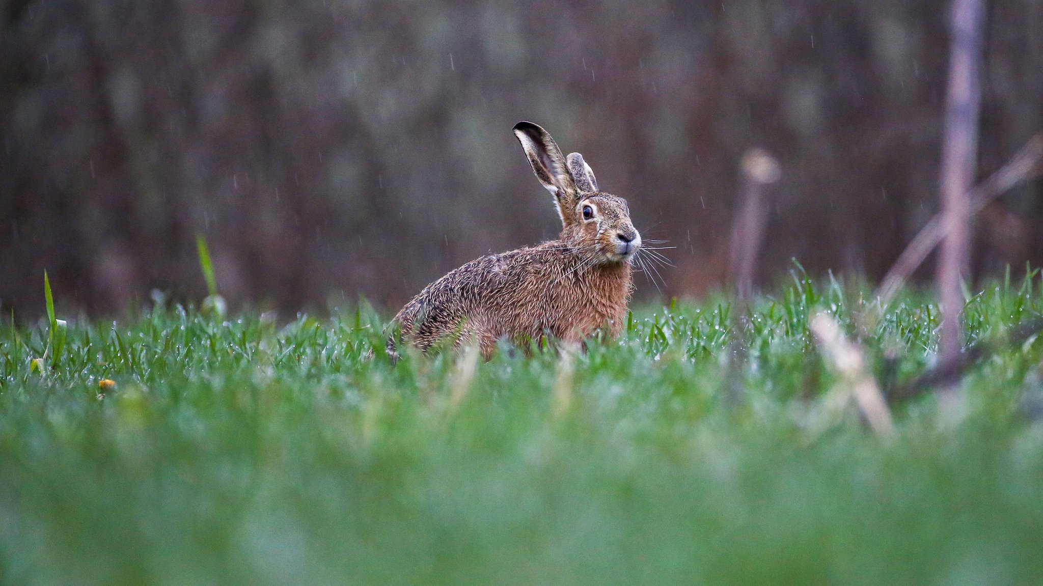 Ansteckende Hasenpest in Schwaben nachgewiesen