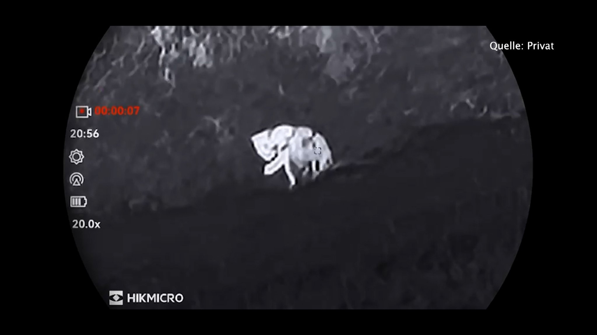 Der mutmaßliche Puma, aufgenommen mit einem Nachtsichtgerät.