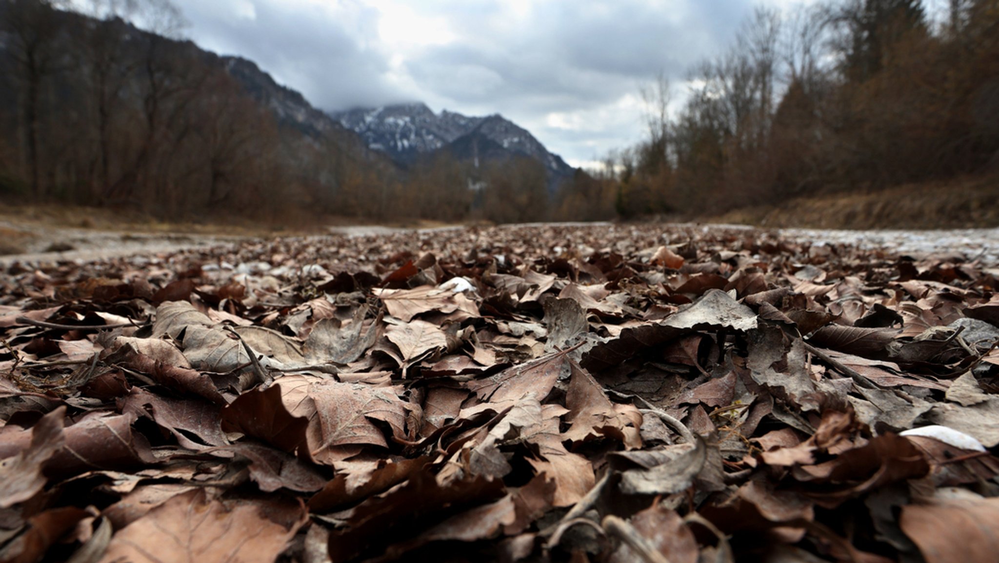 Schwangau: Trocknes Herbstlaub liegt im Bachbett des nur wenig Wasser führenden Gebirgsbaches Pöllat.