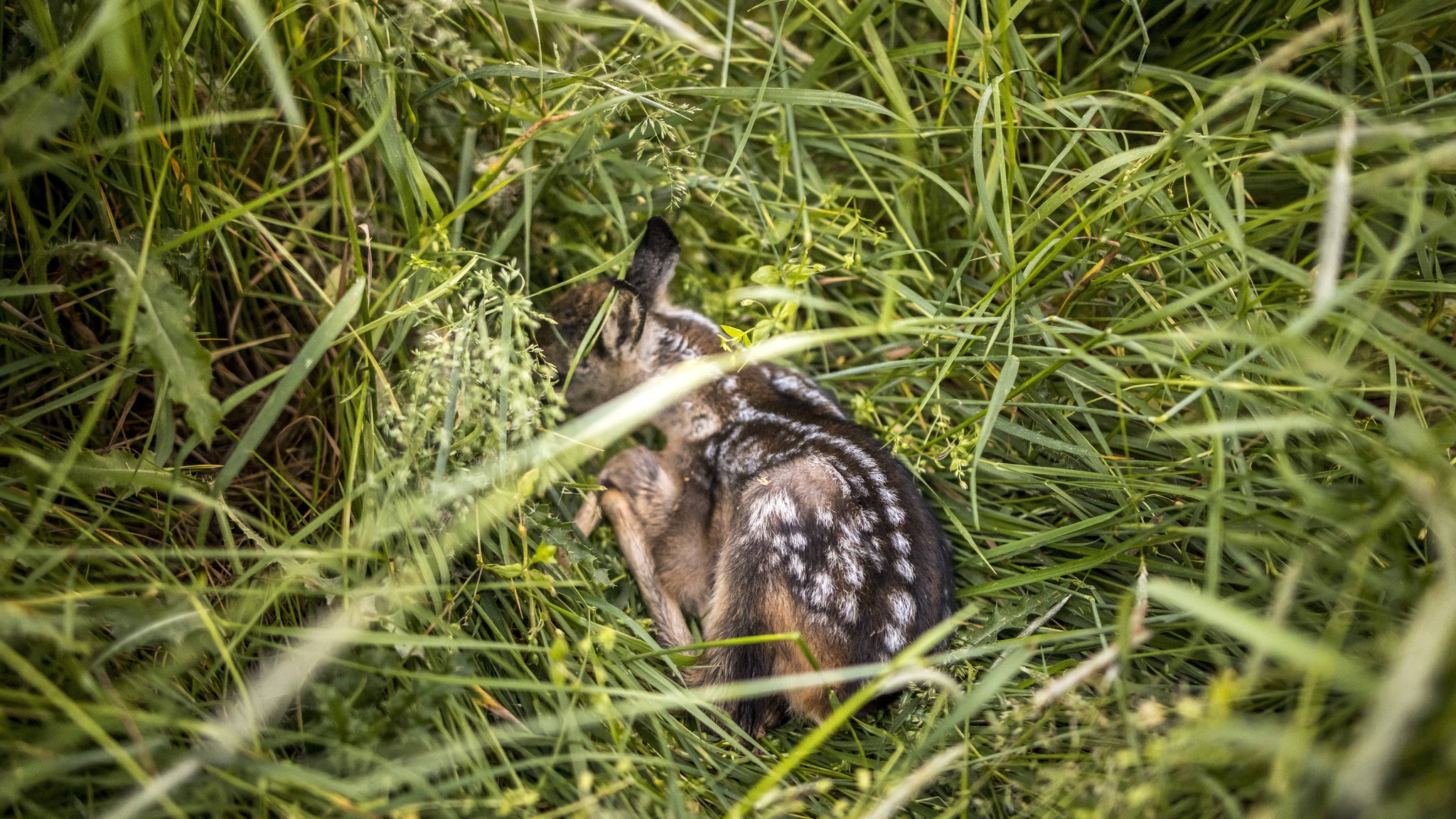 Rehkitze verstecken sich gerne im hohen Gras. Das endet tödlich, wenn sie nicht rechtzeitig vor der Mahd entdeckt werden (Symbol- und Archivbild)