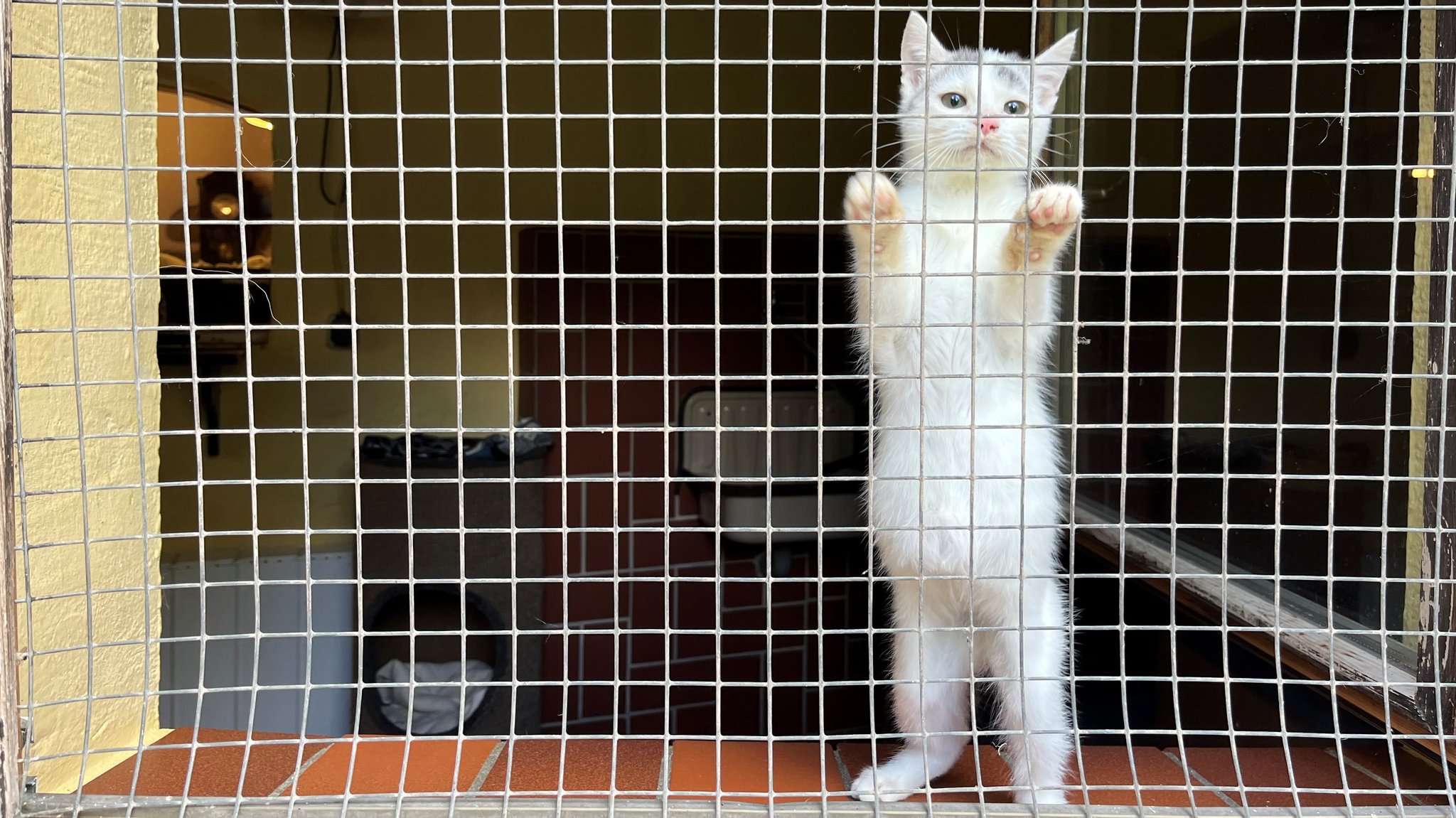 Eine Katze in einem Tierheim.