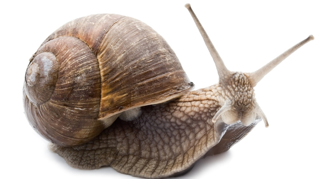 Tierische Kriecher | Bild: colourbox.com Tierische Kriecher