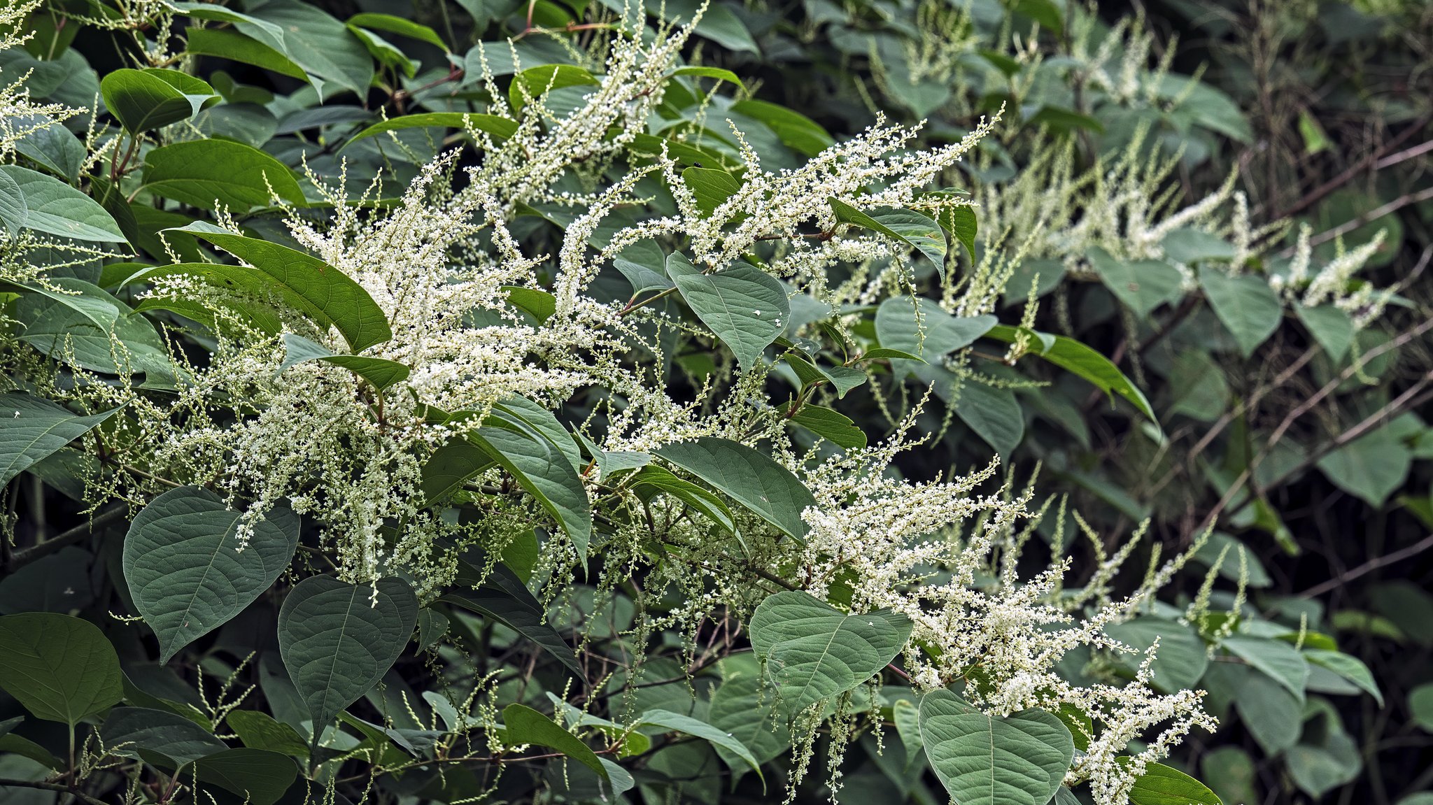 Japanischer Staudenknöterich ( Fallopia japonica )