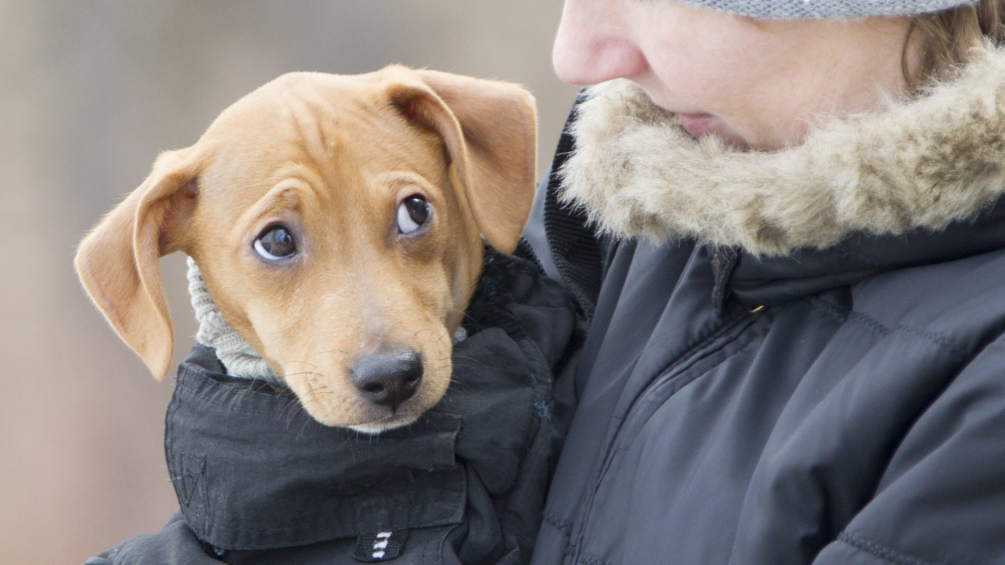 Erlernte Fähigkeit: Was wollen Hunde mit ihrem Blick sagen?