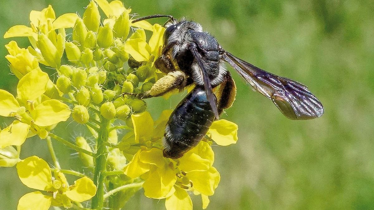 Die Wildbiene des Jahres 2019: die Senf-Blauschillersandbiene