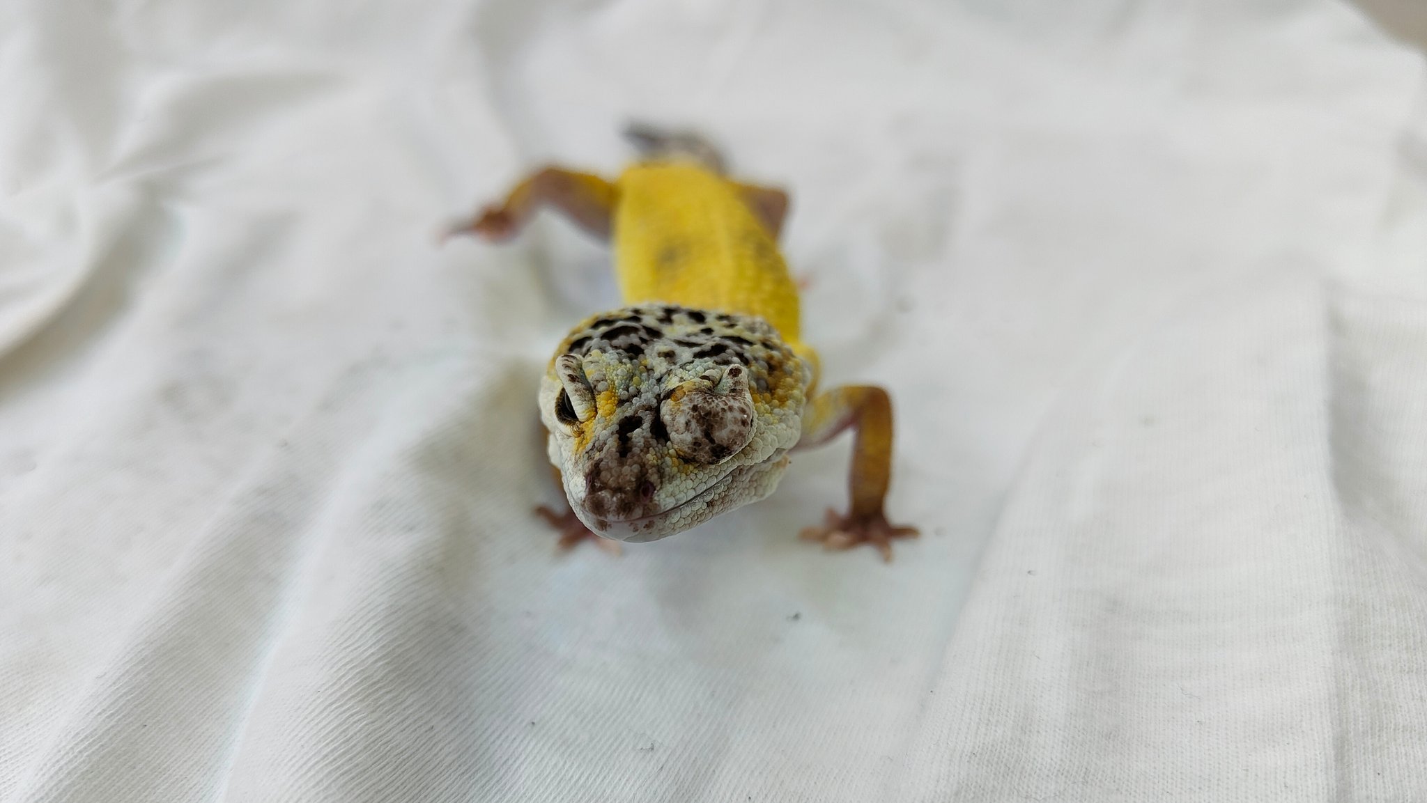 Lemon Frost Gecko in einer Auffangstation für Reptilien in München (mit zugewachsenem Auge und Krebs-Tumor am Körper)