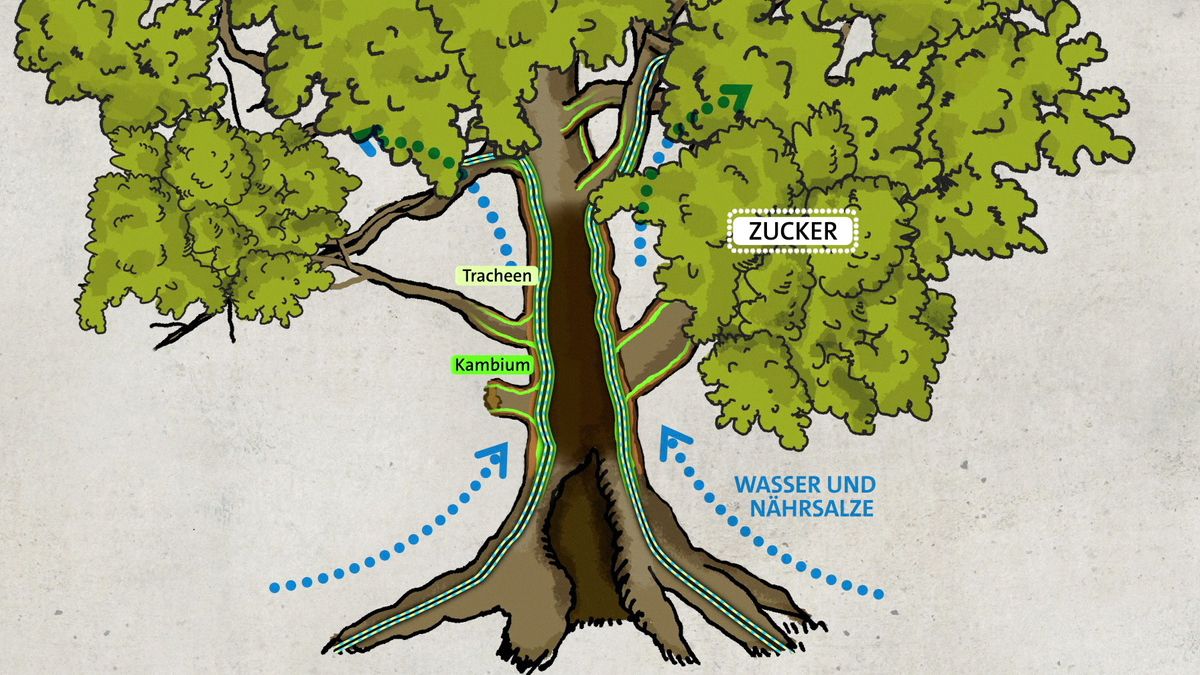 Uralt und berühmt Baumgreise in Bayern