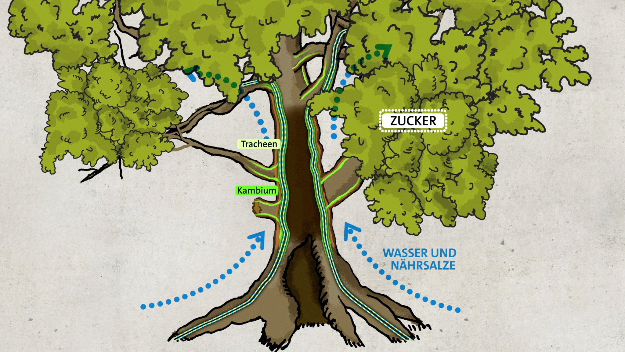 Grafik, wie ein hohler Baum sich versorgt. 