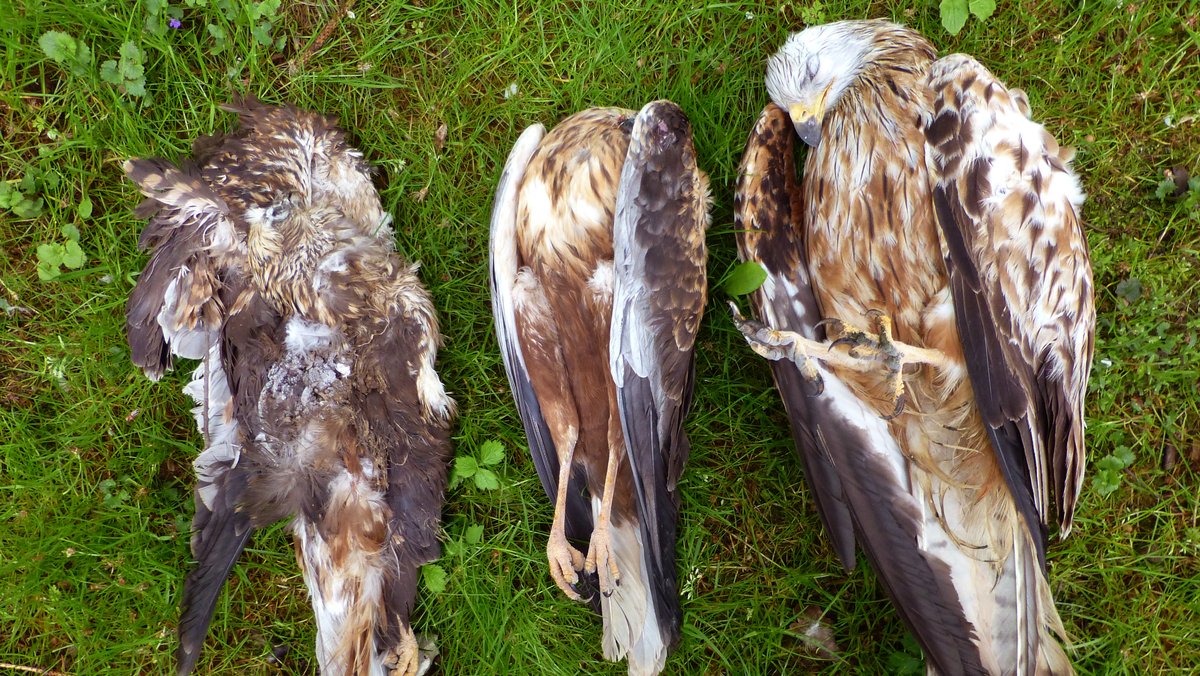 Vogelmorde in Bayern: Regionale Hotspots und hohe Dunkelziffer