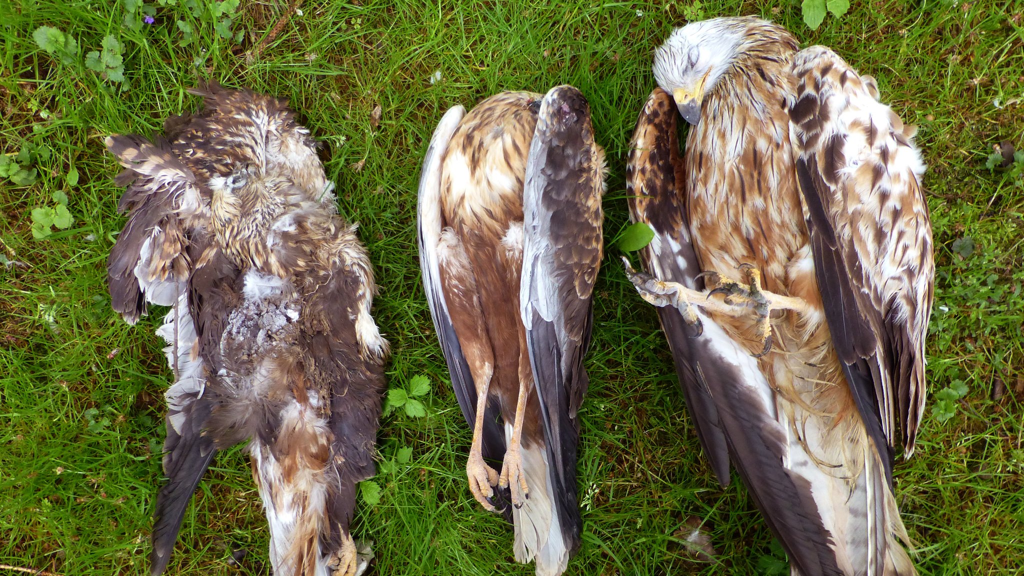 Archivbild: Zwei vergiftete Rotmilane und ein toter Mäusebussard liegen in einer Wiese