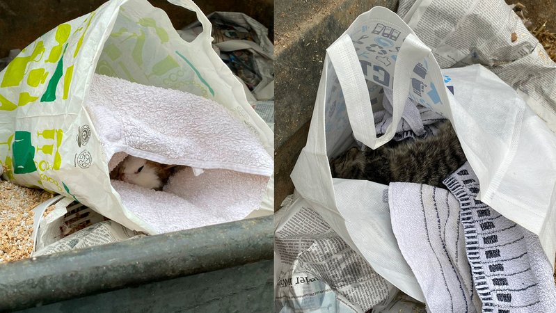 Laut Tierheim-Mitarbeitenden zeigen diese Bilder im Hausmüll entsorgte Katzen.
