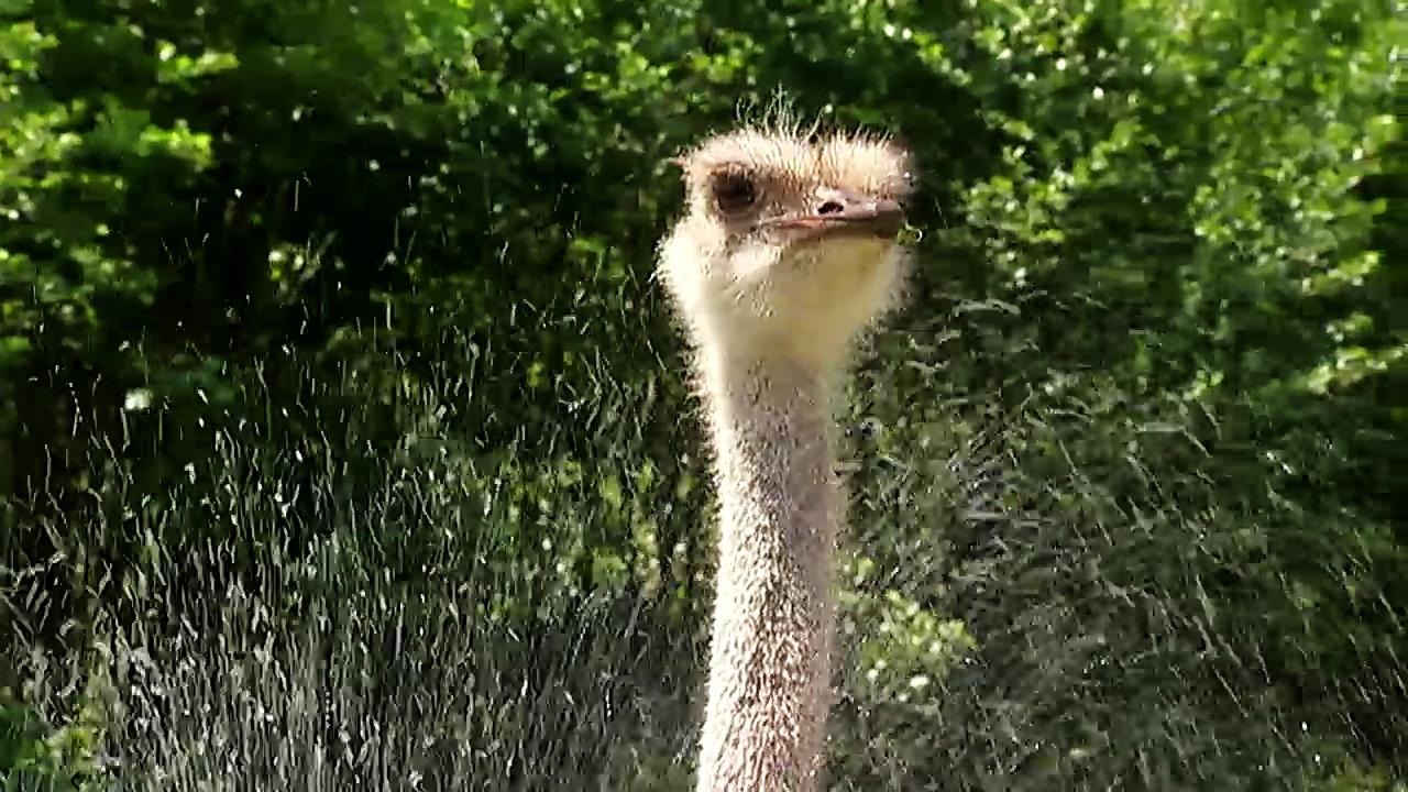 Giraffe Erdmännchen Und Co