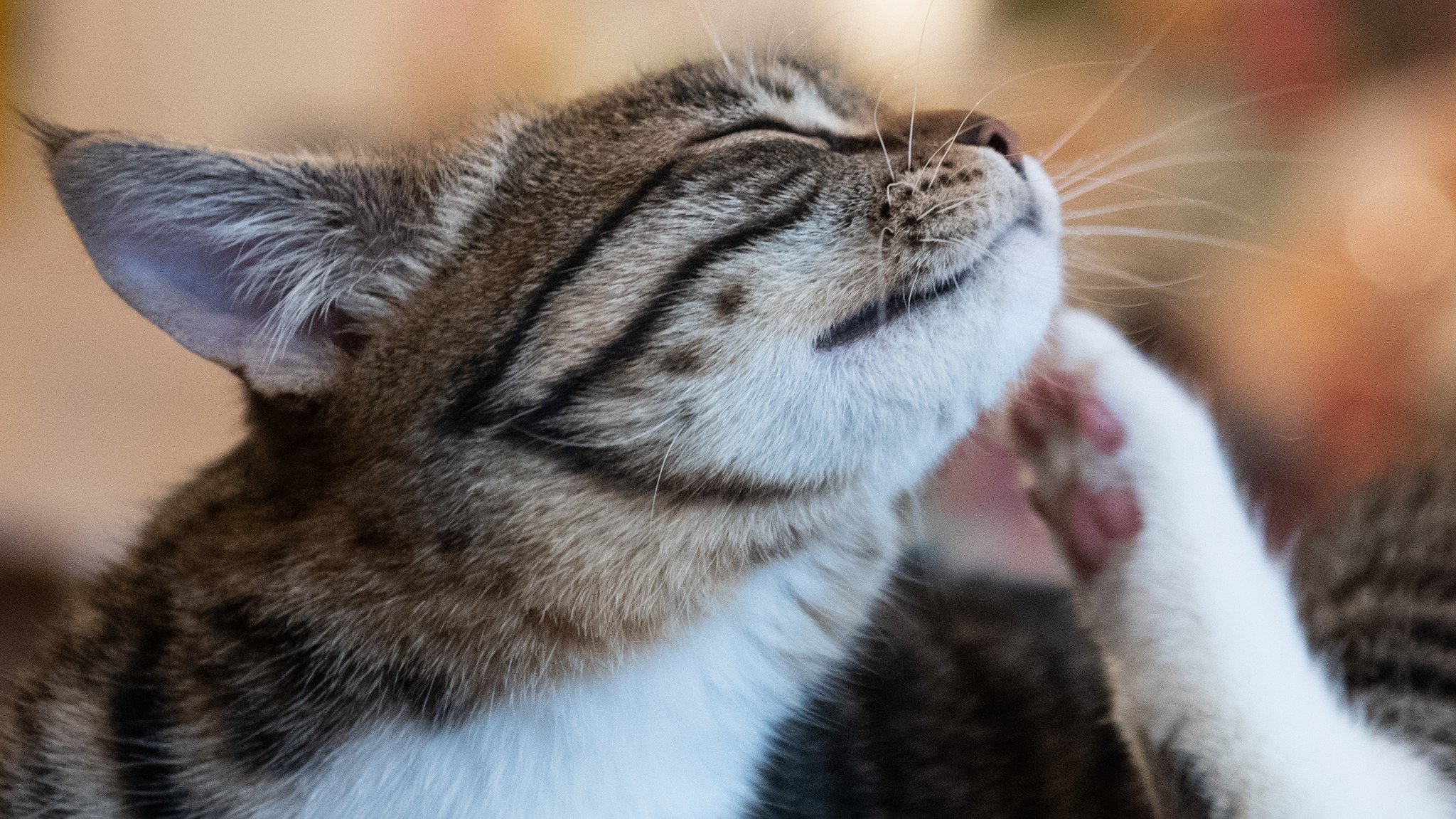 Eine getigerte Katze kratzt sich mit der Pfoto im Gesicht.