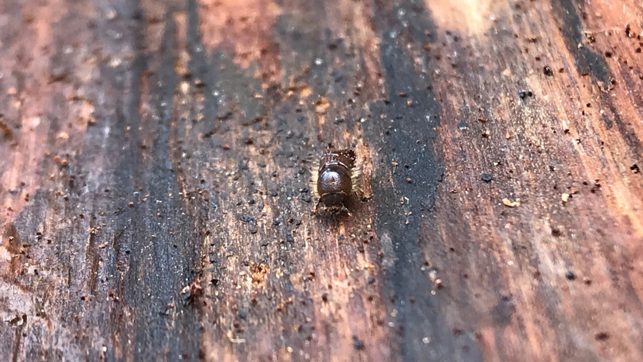 Ein Borkenkäfer auf Holz