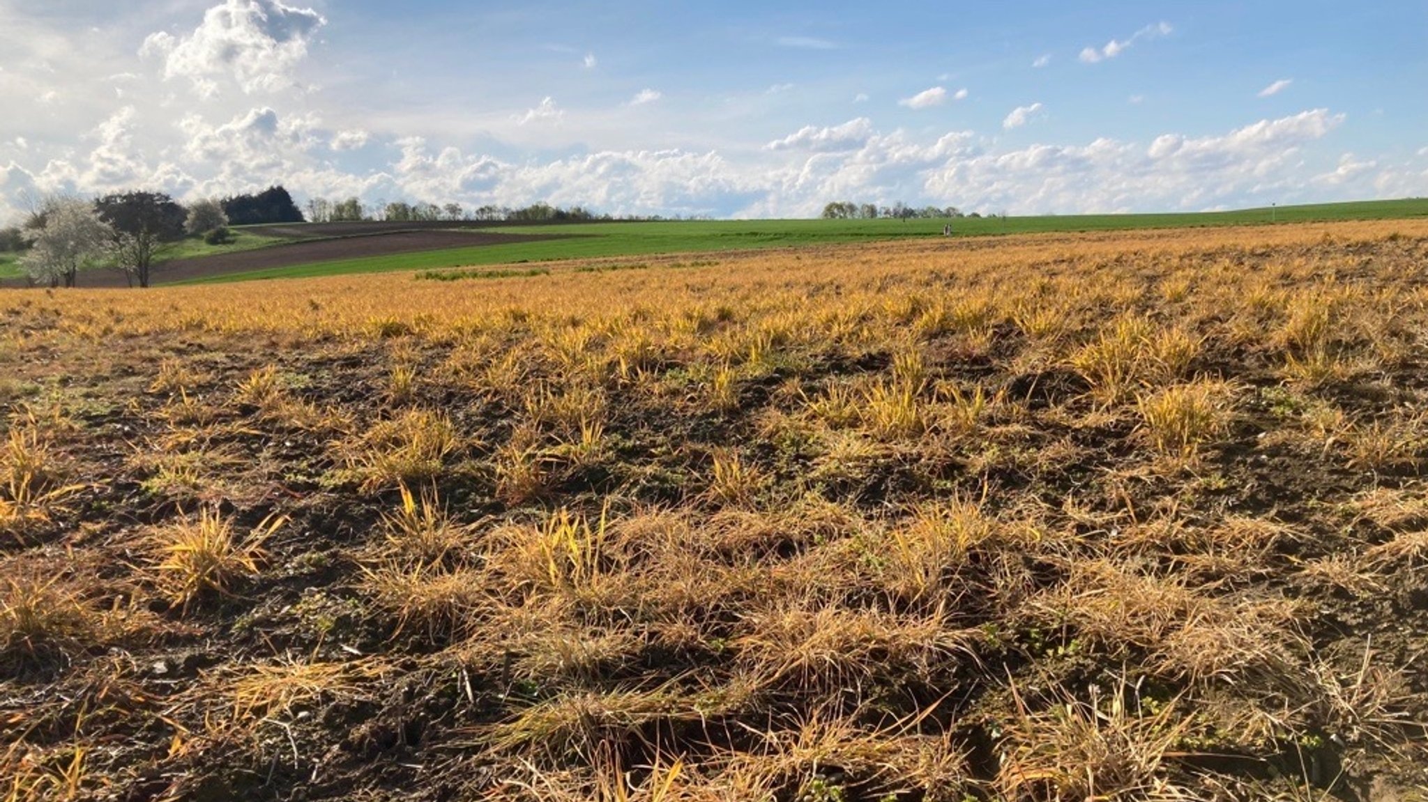 Feld im Landkreis Eichstätt, das mit Glyphosat behandelt wurde, um Beikräuter und Pflanzenreste zu töten, bevor später Mais ausgesät wurde