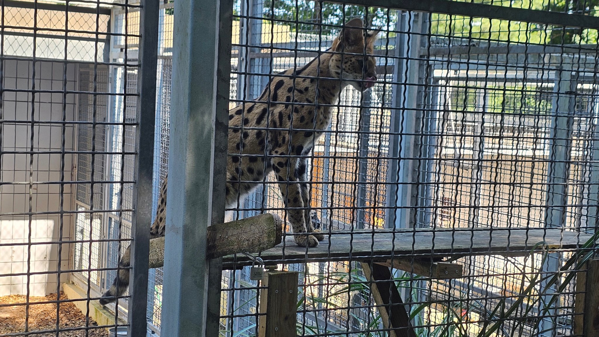 Ein Serval in einem Gehege