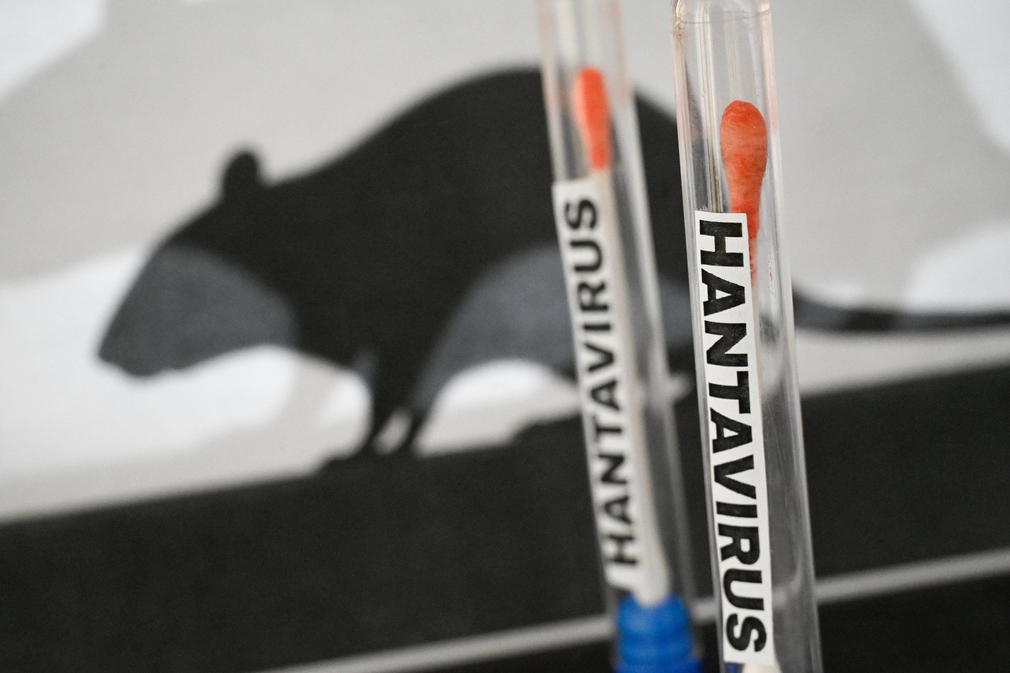Hantavirus an Bord: Passagiere bald an Land