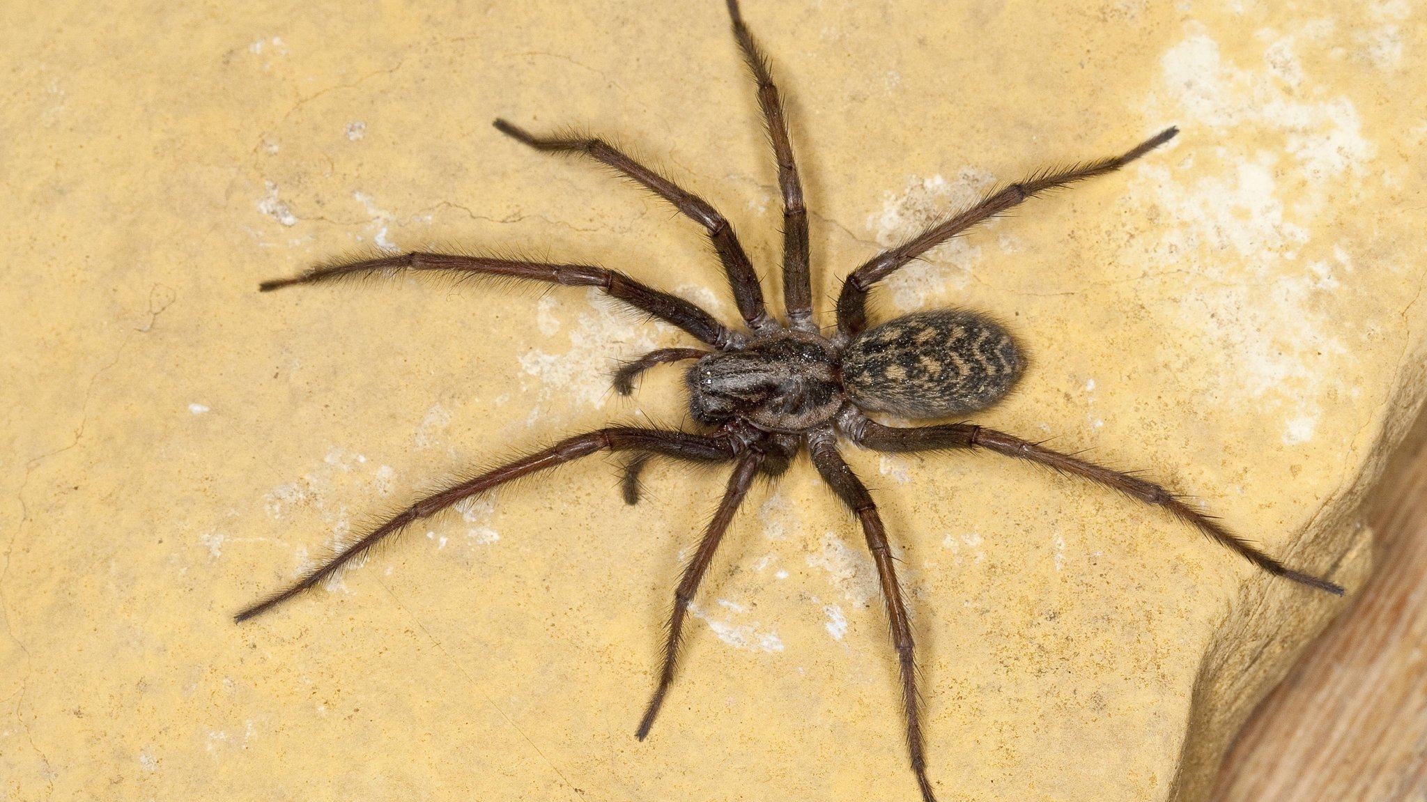 Große Hauswinkelspinne kommen in der kühleren Jahreszeit wieder in unsere Wohnungen