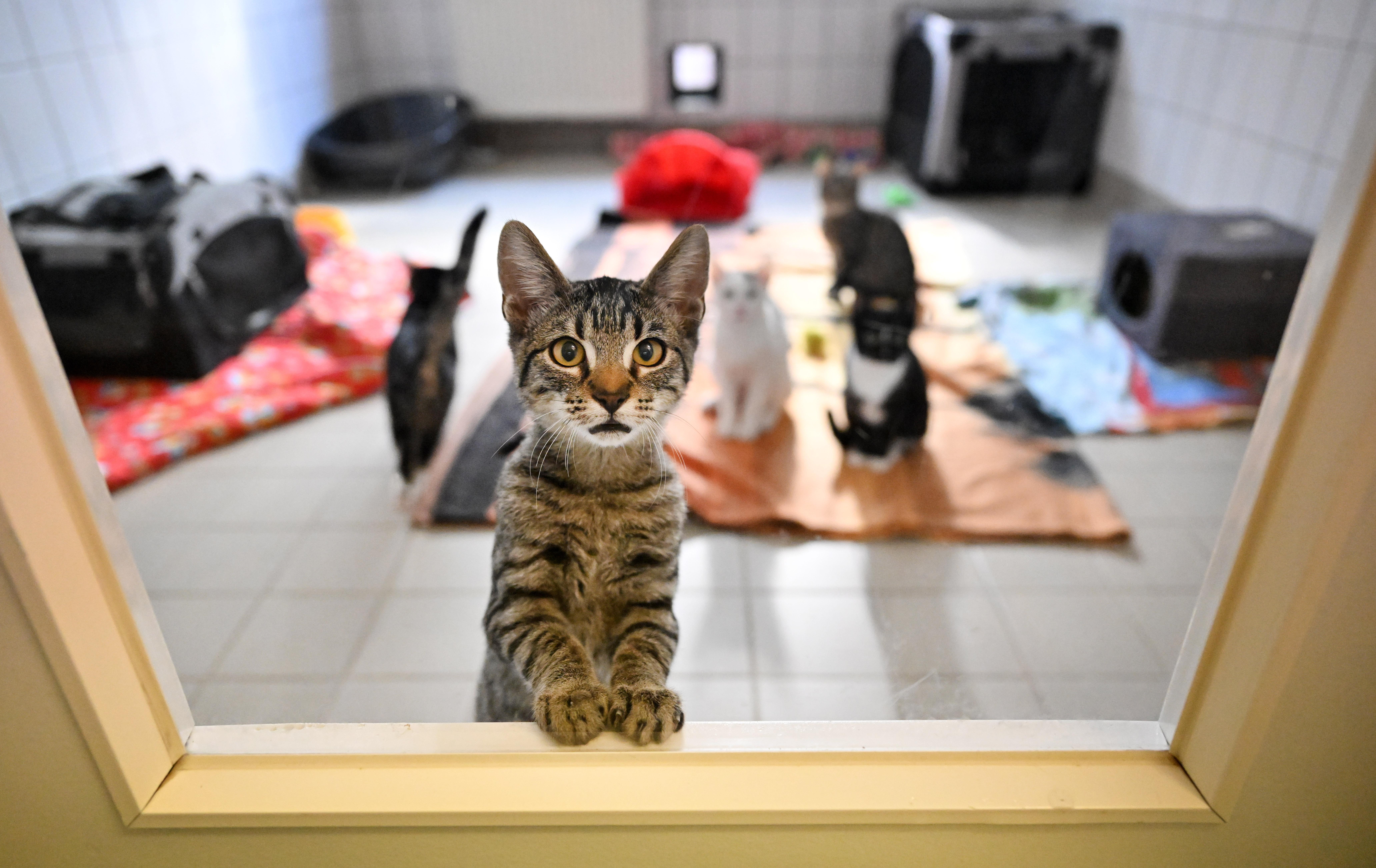 ARCHIV (22.09.22): Symbolbild - Junge Katzen im Tierheim