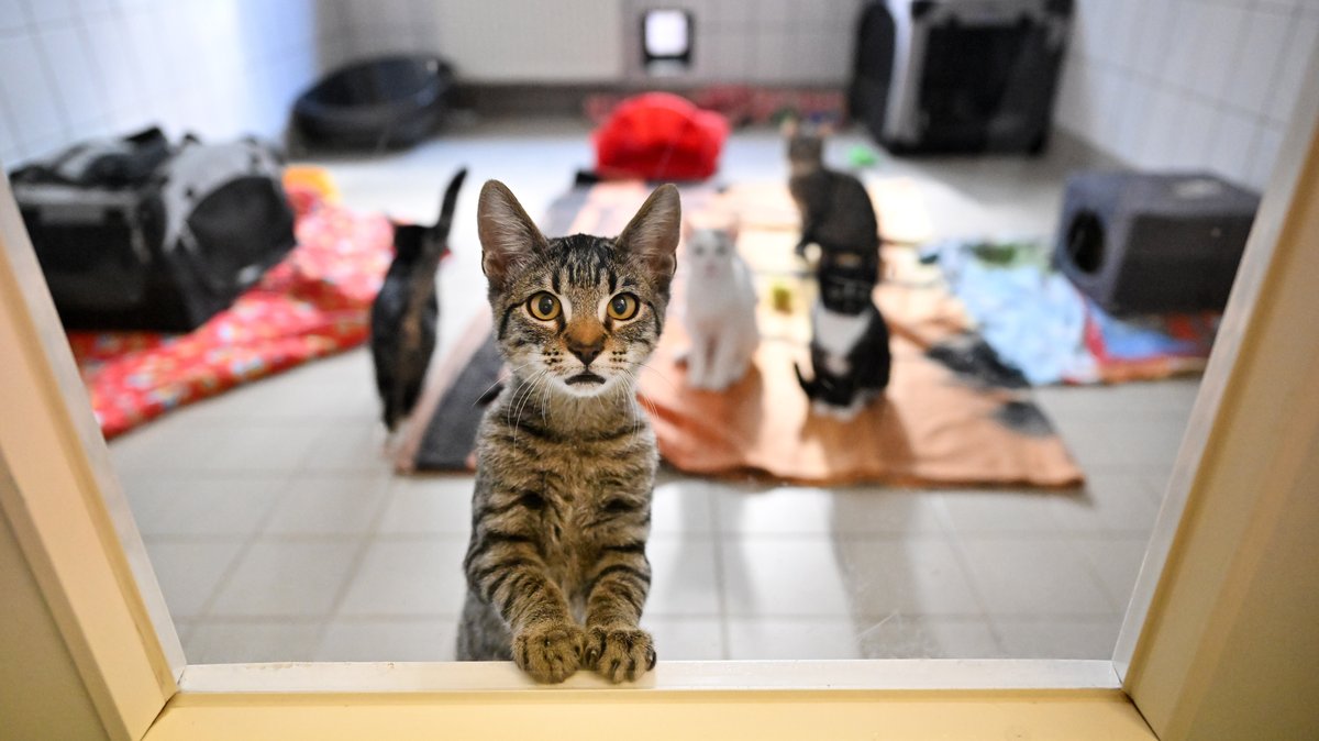 ARCHIV (22.09.22): Symbolbild - Junge Katzen im Tierheim