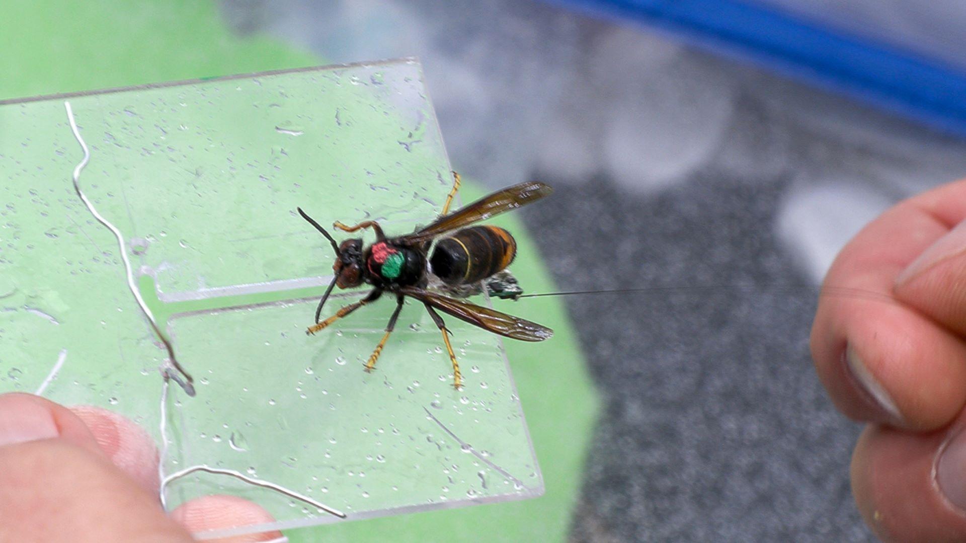 Eine an einem Bienenstock gefangene Asiatische Hornisse bekommt einen Mini-Sender, der den Ort verraten soll, wo das Nest hängt.