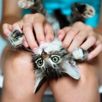 Der Imagewandel der Katze - Anhänglich, sensibel, gesprächig | Bild: stock.adobe.com/Uzhursky