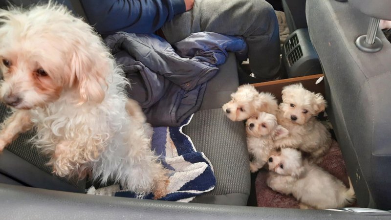 Geschmuggelte Hunde, die an der Grenze bei Passau aufgegriffen wurden. | Bild: Bundespolizeiinspektion Passau Geschmuggelte Hunde, die an der Grenze bei Passau aufgegriffen wurden.