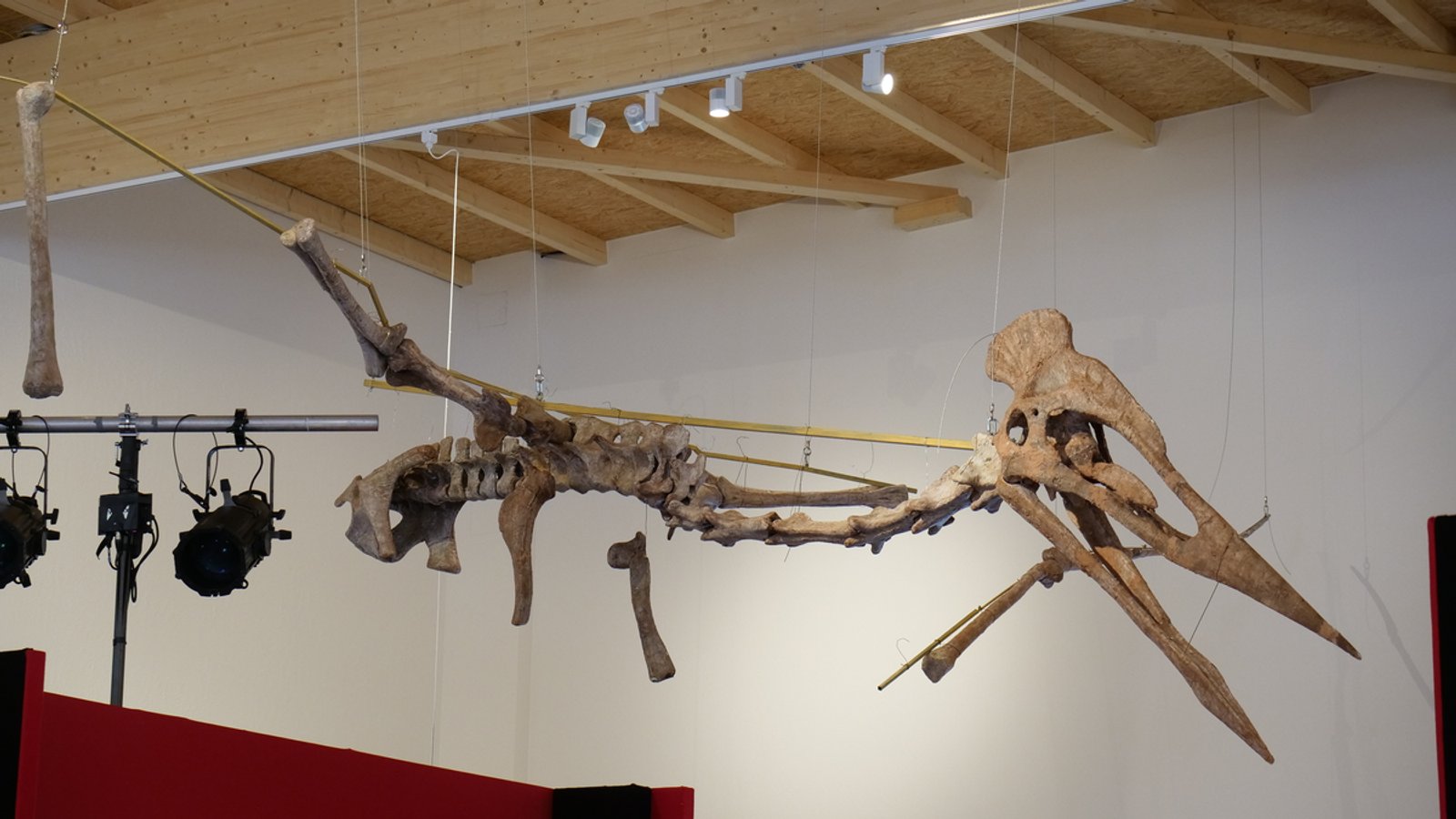 Riesen-Flugsaurier kommt ins Dinosaurier Museum Altmühltal 