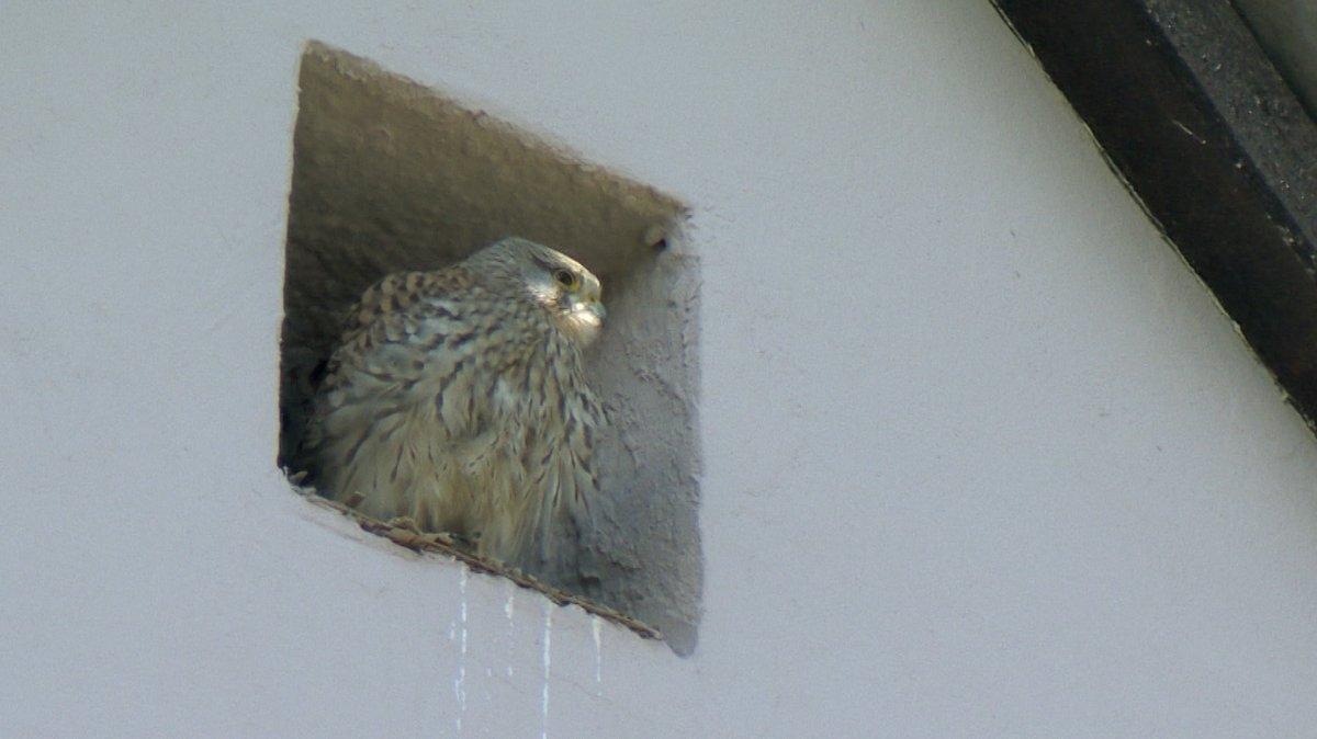 Turmfalke in Dachfenster