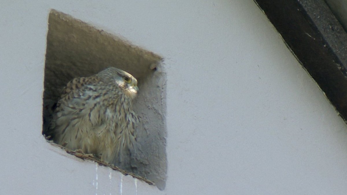 Tierische Untermieter: Der Falke unter dem Dach