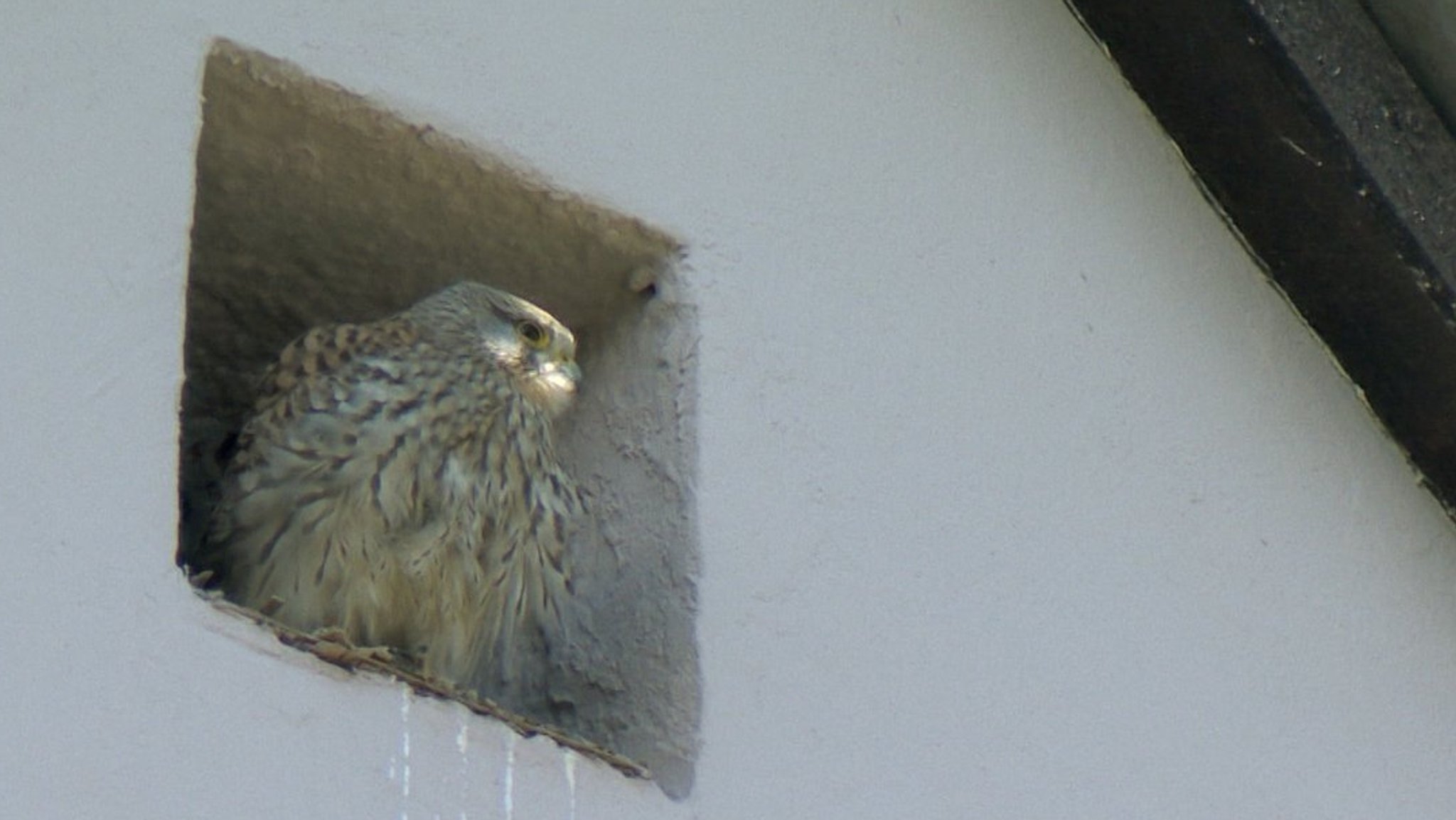 Turmfalke in Dachfenster