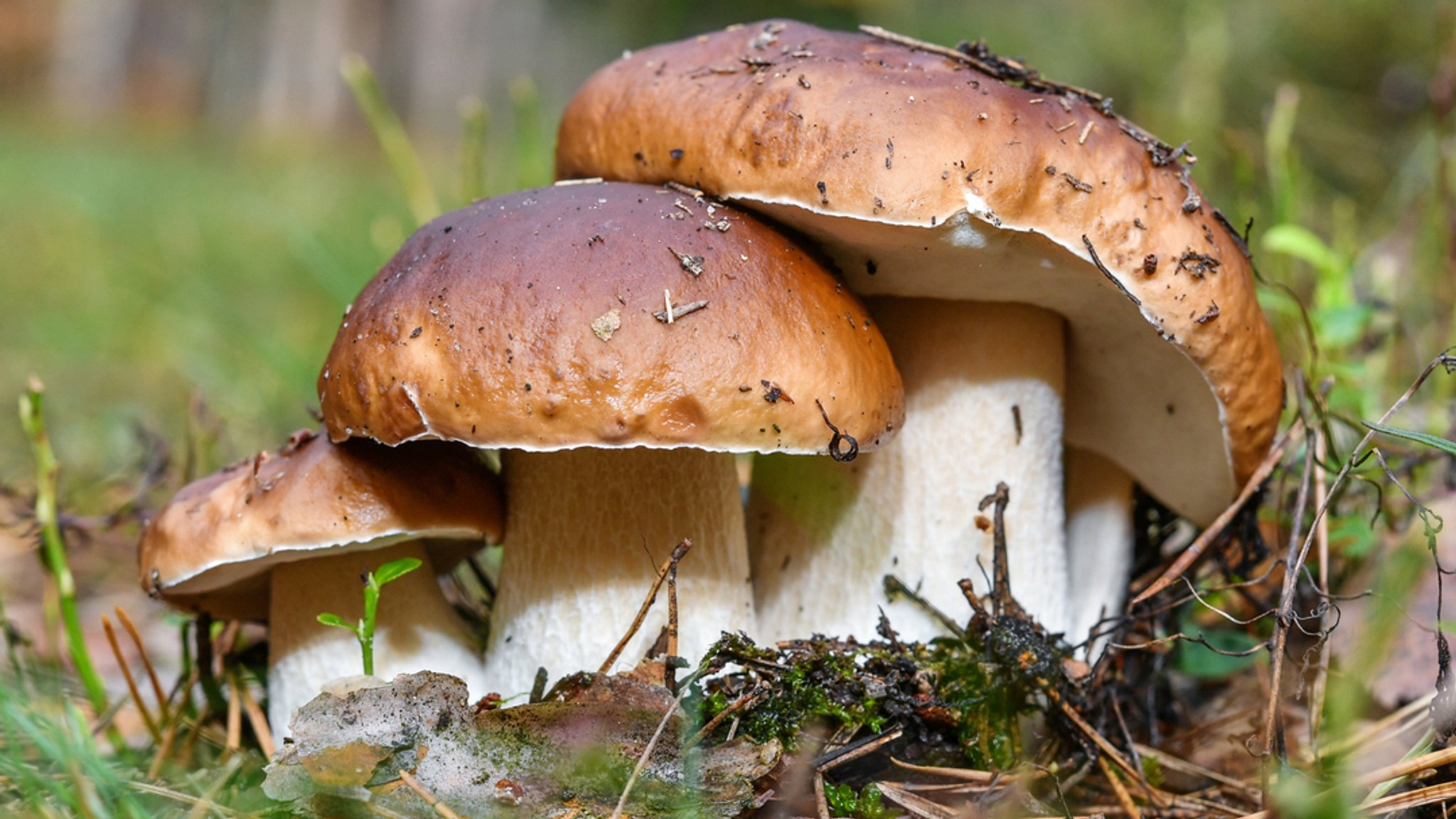 26.09.2017, Brandenburg, Biegen: Drei Steinpilze wachsen eng beieinander in einem Wald nahe Biegen (Brandenburg).