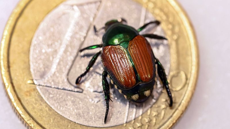 ARCHIV - 21.04.2023, Baden-Württemberg, Karlsruhe: Beim Landwirtschaftlichen Technologiezentrum Augustenberg (LTZ) wird ein präparierter Japankäfer (Popillia japonica) auf einer Ein-Euro-Münze gezeigt. | Bild: dpa-Bildfunk/Uli Deck ARCHIV - 21.04.2023, Baden-Württemberg, Karlsruhe: Beim Landwirtschaftlichen Technologiezentrum Augustenberg (LTZ) wird ein präparierter Japankäfer (Popillia japonica) auf einer Ein-Euro-Münze gezeigt.