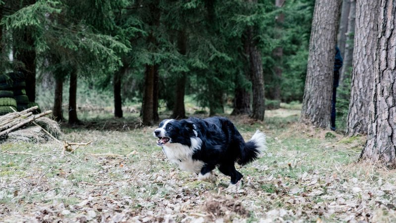 Freilaufender Hund läuft durch den Wald