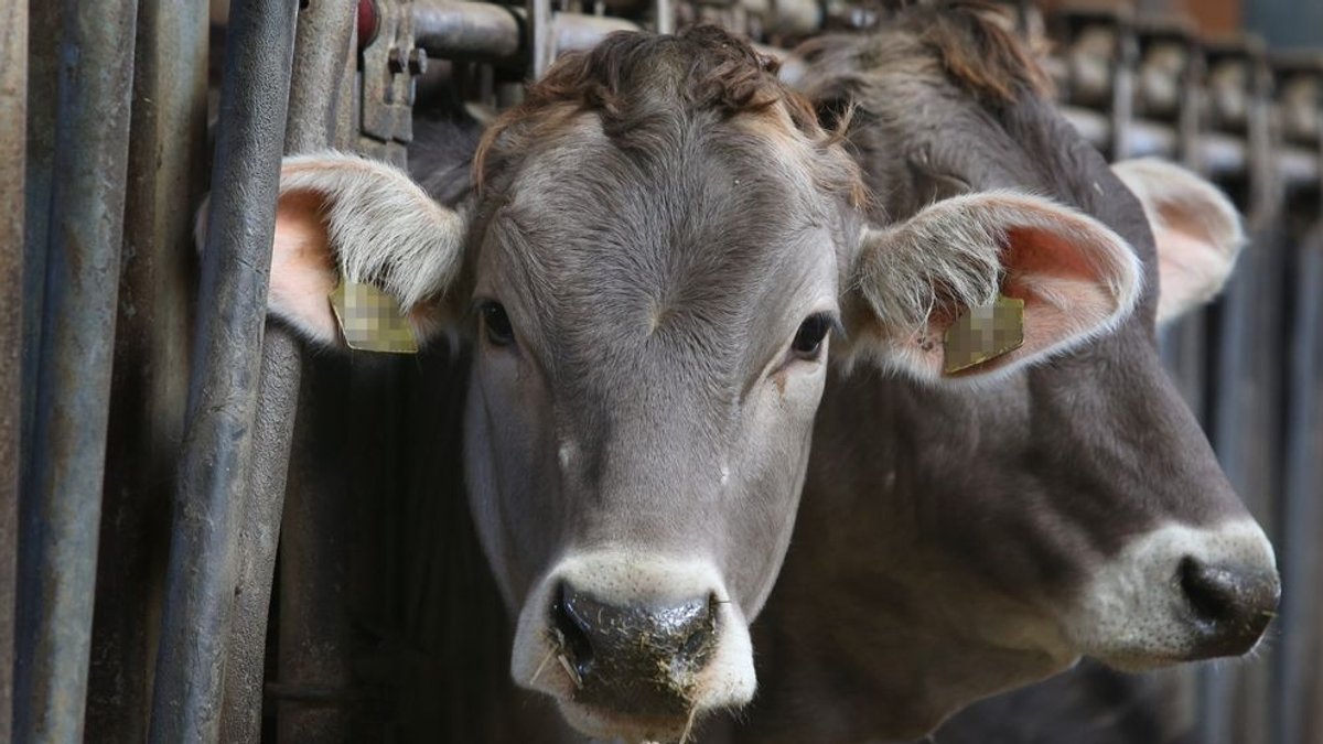 "Allgäuer Tierschutzskandal": Tierhaltungsverbot für Landwirt 