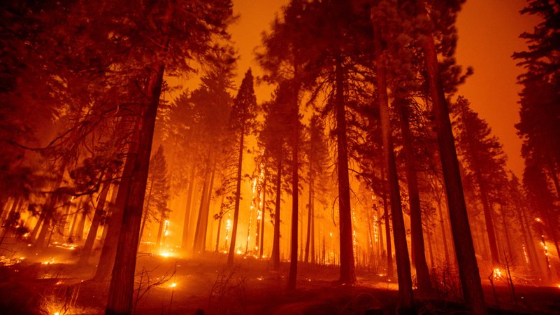 Bäume stehen in Flammen beim so genannten Caldor-Feuer auf dem Mormom Emigrant Trail in Kalifornien