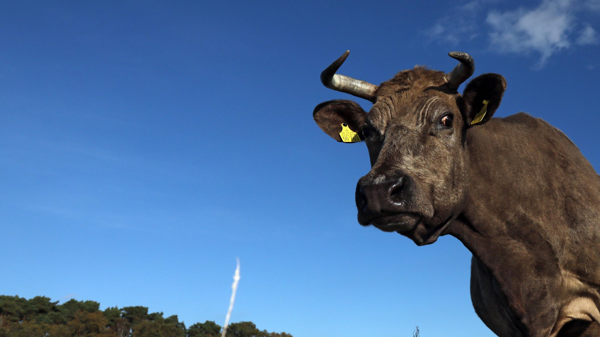 Symbolbild: Stier auf einer Weide