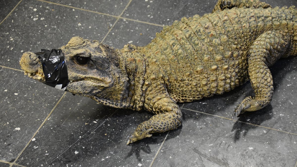 Münchner Auffangstation für Reptilien pflegt verwahrloste Krokodile aus Frankreich
