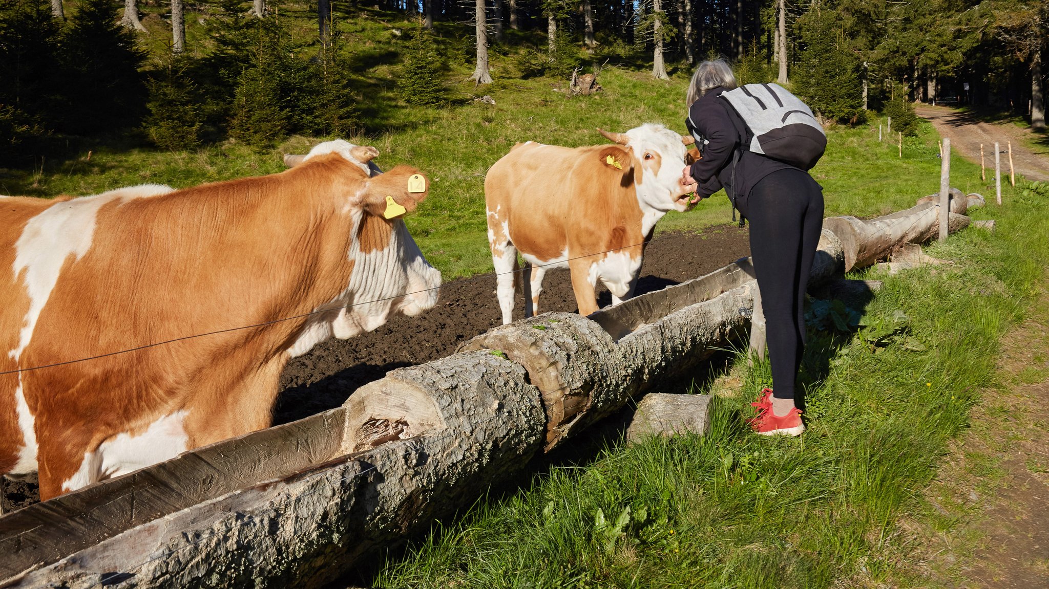 Wanderer streichelt Kühe