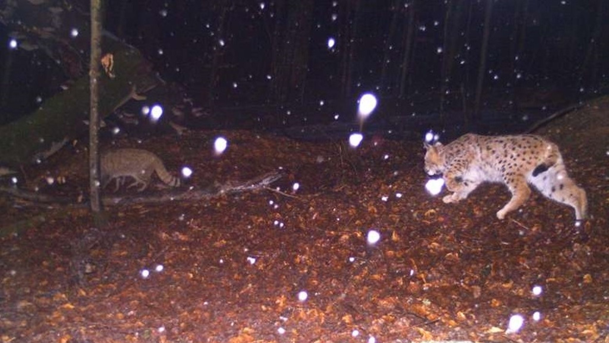 Eine Aufnahme, die im Rahmen des Monitorings gemacht wurde, zeigt eine seltene Situation: Einen Luchs, der einer Wildkatze auf der Spur ist. 